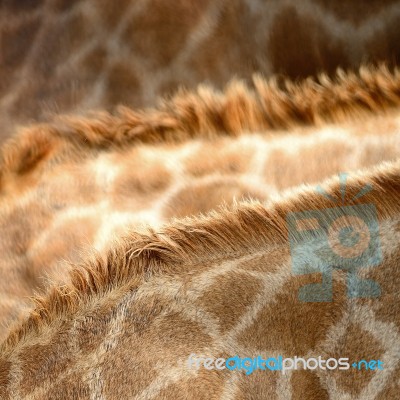 Giraffe Skin Stock Photo