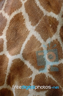 Giraffe Skin Stock Photo