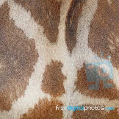 Giraffe Skin Stock Photo