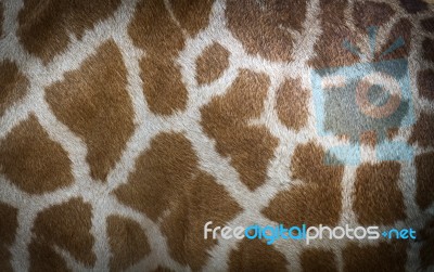 Giraffe Skin Stock Photo