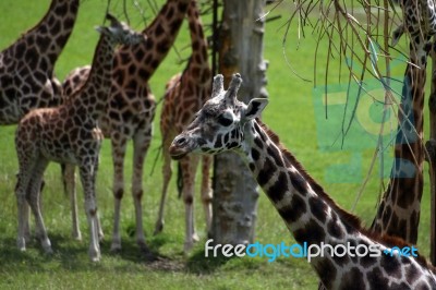 Giraffes Stock Photo