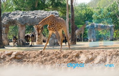 Giraffes Stock Photo