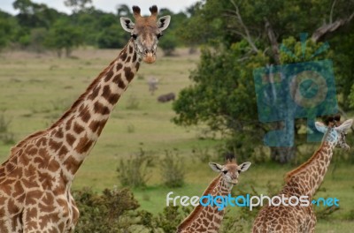 Giraffes Stock Photo