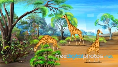 Giraffes Grazing In The Savannah Stock Image