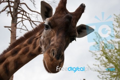 Giraffe's Head Looking Into The Camera Stock Photo