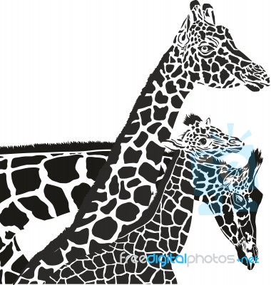 Giraffes The Love Stock Image