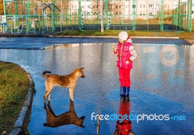 Girl Standing In A Pool Playing With The Dog Stock Photo