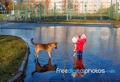 Girl Standing In A Pool Playing With The Dog Stock Photo