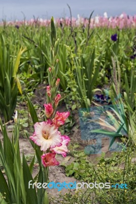 Gladiolus Farming Stock Photo