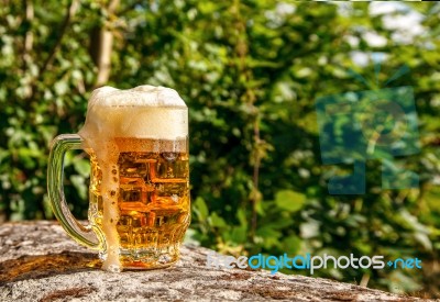 Glass Mug With Beer Standing On The Big Stone Stock Photo