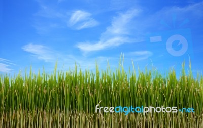 Glasses Green Field And Blue Sky On Top Stock Photo