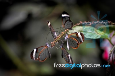 Glasswinged Butterflies (greta Oto) Stock Photo