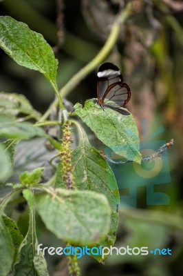 Glasswinged Butterfly (greta Oto) Stock Photo