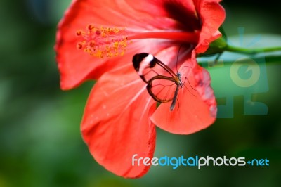 Glasswinged Butterfly (greta Oto) On A Red Hibiscus Stock Photo