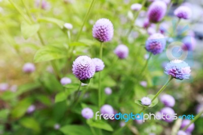 Globe Amaranth Or Gomphrena Globosa Flower,pink Flower In Garden… Stock Photo