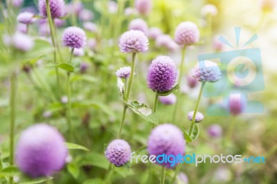 Globe Amaranth Or Gomphrena Globosa Flower,pink Flower In Garden… Stock Photo