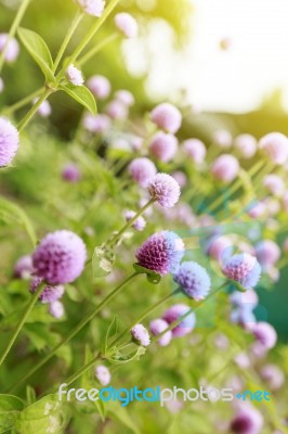 Globe Amaranth Or Gomphrena Globosa Flower,pink Flower In Garden… Stock Photo