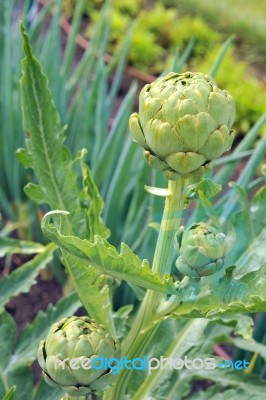 Globe Artichoke (cynara Cardunculus), Ripening Organically In Th… Stock Photo