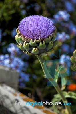 Globe Artichoke Flower (cynara Scolymus) Stock Photo