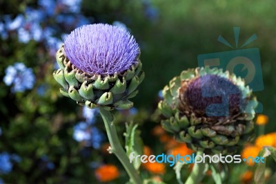 Globe Artichoke Flower (cynara Scolymus) Stock Photo