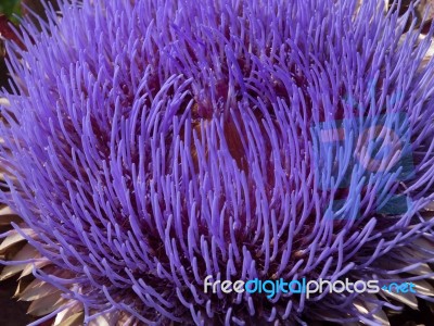 Globe Artichoke Flower (cynara Scolymus Stock Photo