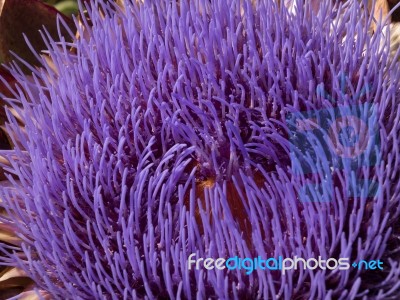 Globe Artichoke Flower (cynara Scolymus Stock Photo