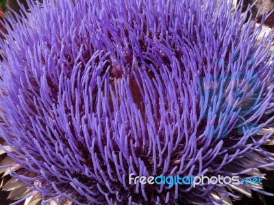 Globe Artichoke Flower (cynara Scolymus) Stock Photo