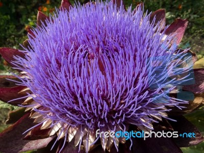 Globe Artichoke Flower (cynara Scolymus) Stock Photo