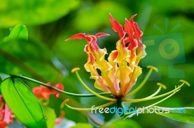 Gloriosa Superba Or Climbing Lily Flower Stock Photo