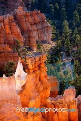 Glowing Hoodoos In Bryce Canyon Stock Photo