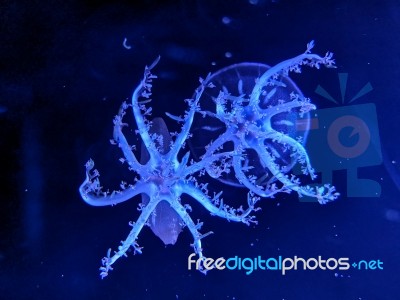 Glowing Jellyfish Under Dark Water Stock Photo