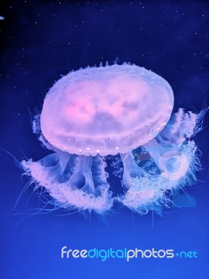 Glowing Jellyfish Under Dark Water Stock Photo