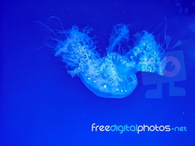 Glowing Jellyfish Under Dark Water Stock Photo