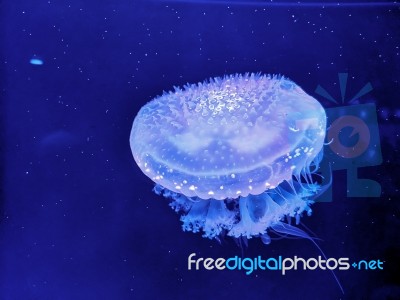 Glowing Jellyfish Under Dark Water Stock Photo