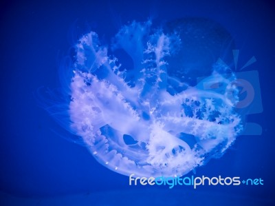 Glowing Jellyfish Under Dark Water Stock Photo