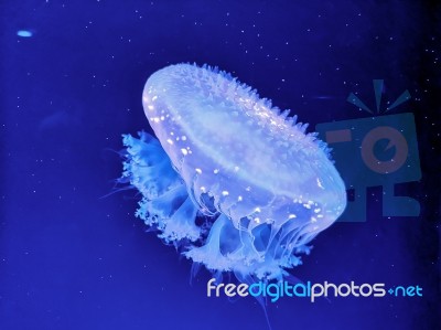 Glowing Jellyfish Under Dark Water Stock Photo