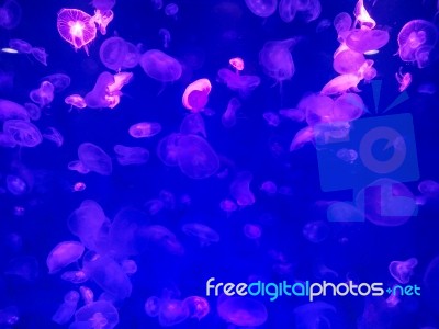 Glowing Jellyfish Under Dark Water Stock Photo