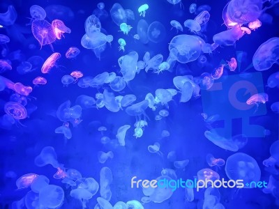 Glowing Jellyfish Under Dark Water Stock Photo