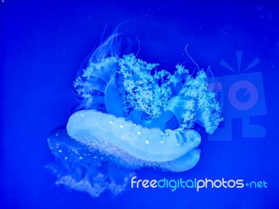 Glowing Jellyfish Under Dark Water Stock Photo