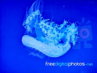 Glowing Jellyfish Under Dark Water Stock Photo