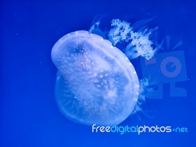 Glowing Jellyfish Under Dark Water Stock Photo