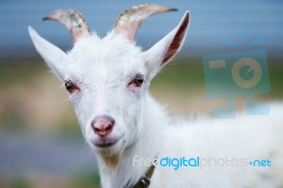 Goat Stock Photo