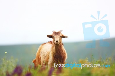 Goat Eating Grass Stock Photo