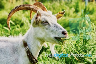 Goat Grazing Stock Photo