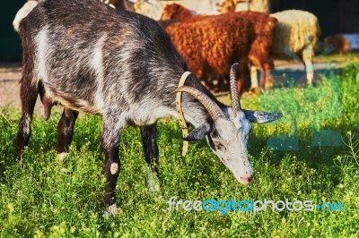 Goat Grazing Stock Photo