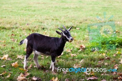 Goat In A Farm Field In Parco Di Monza Italy Stock Photo