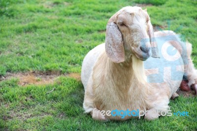 Goat In The Farm Stock Photo