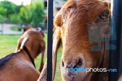 Goat In The Farm Stock Photo