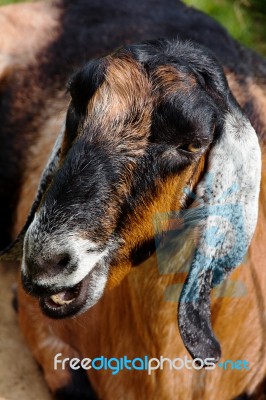 Goat In The Farm Stock Photo