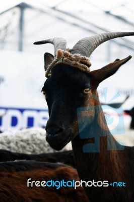 Goat Looking Stock Photo